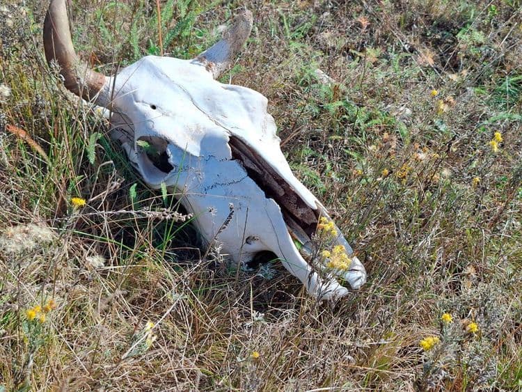 Скотомогильник у озера в Московском строить не будут