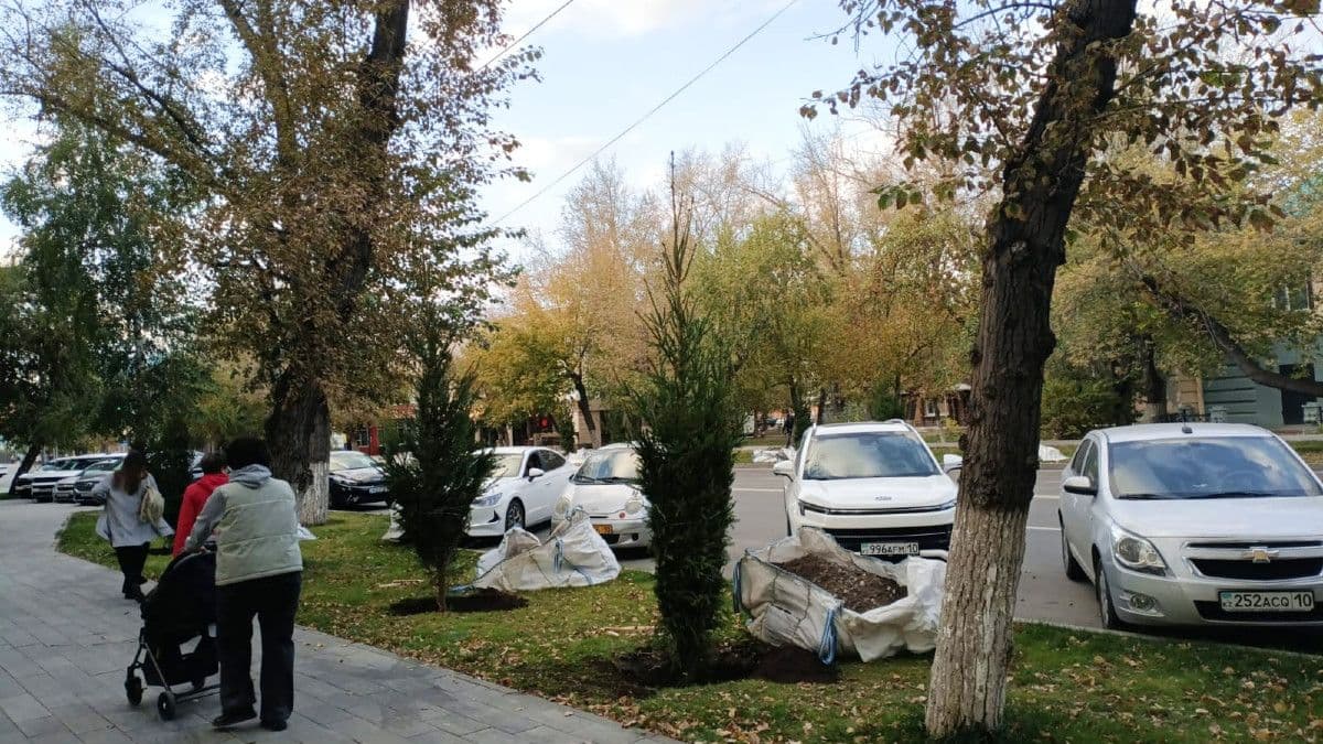 Какая ель? Сибирская! - Осеннюю посадку деревьев и кустарников начали в Костанае