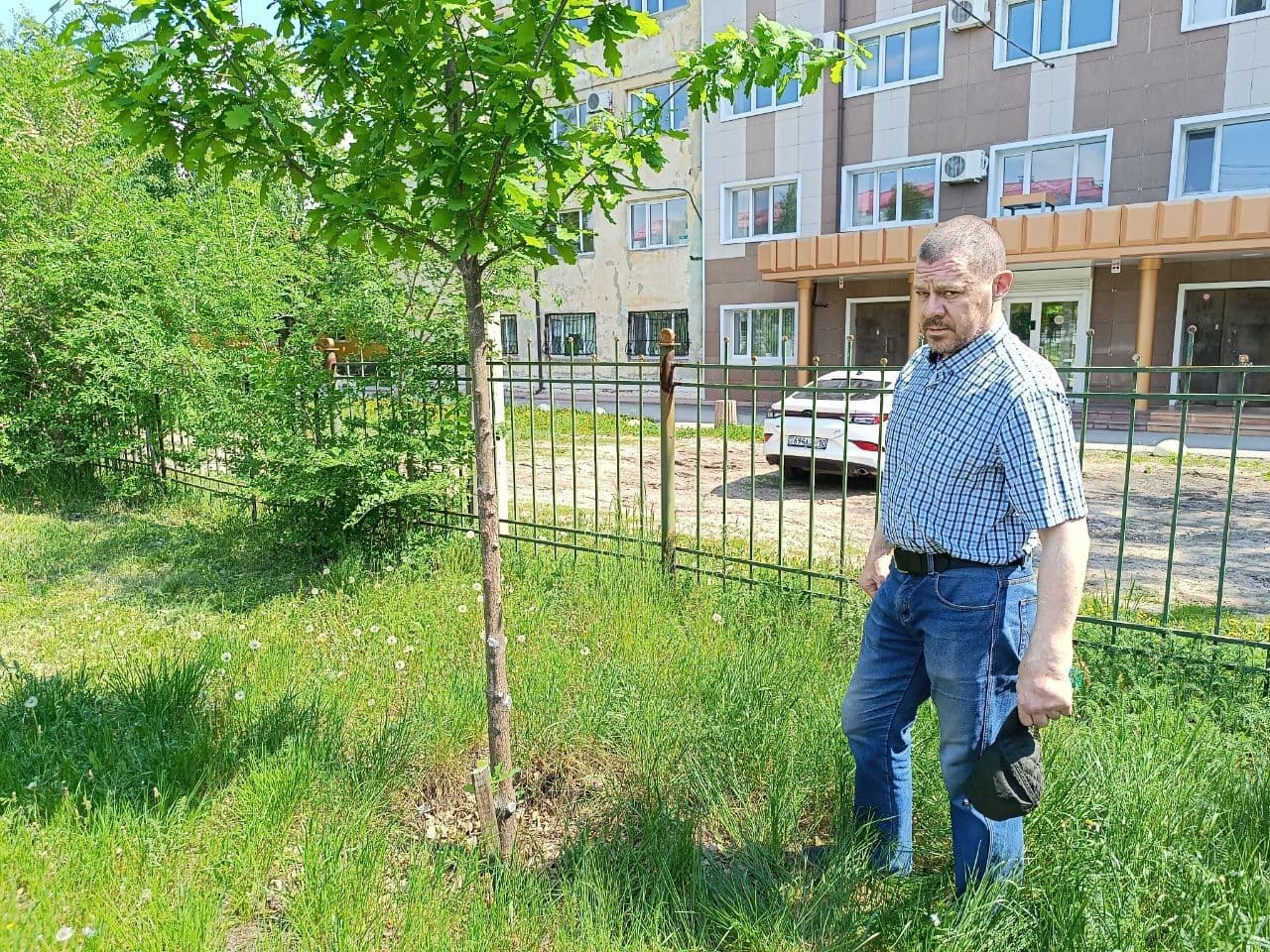 Кто срубил ветки у молодых дубов? - Кронирование деревьев на территории школы вызвало вопросы у жителя Костаная