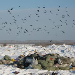 Порядки новые, привычки старые