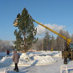 В лесу остались елочки...