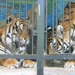 Тройня в Костанае