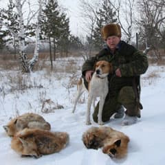 Где была охотничья собака Динга?