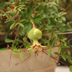 Солнце в зернах для начинающих