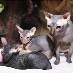 Цефа - королева красоты