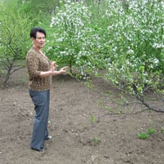 Сливы есть, ждем яблок