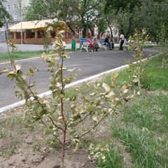 В Костанае аллеи встречают осень