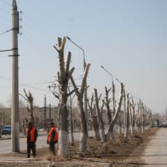 Остались стволы да пеньки