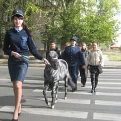 Маленький полосатый рейс