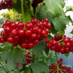 Красивая и лечебная