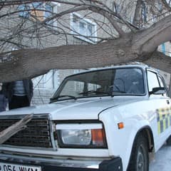 Опасная зона под кленом