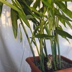 Для пользы и красоты