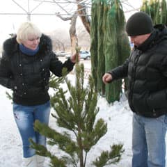 Населению предлагают российское, организациям - местное
