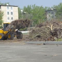 Снова выкорчевали деревья