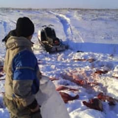 В Костанайском районе задержан браконьер, застреливший четырех сибирских косуль
