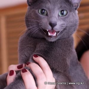 Международная выставка кошек собрала весьма экзотических участников