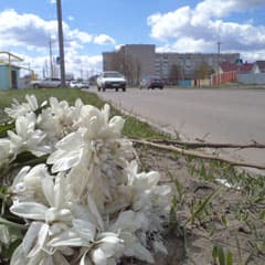 Сбил насмерть и скрылся