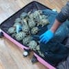 117 черепах вернули с казахстанско-российской границы в Костанай