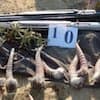 Два уголовных дела по фактам незаконного обращения с редкими животными расследует природоохранная полиция в Костанайской области