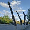 “Поручаю прекратить практику ежегодного кронирования” - аким области обратился к акимату Костаная