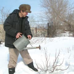 Смородина любит погорячее