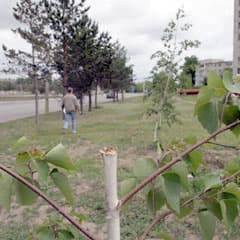 В тени пеньков