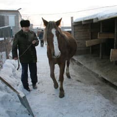 Нечастный случай в мясном ряду