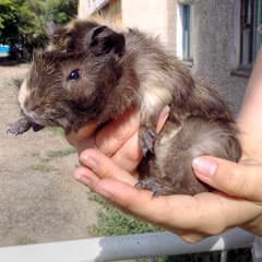 Индийские, гвинейские, горные...