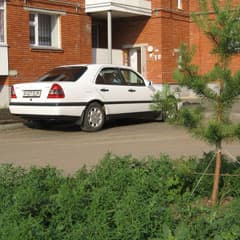 Зелень может погибнуть