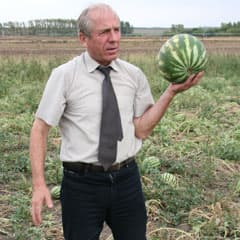 По самые помидоры...