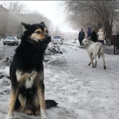 Пенсионер с пионеркой