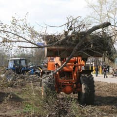 Экспансия: зеленая или сухостойная?