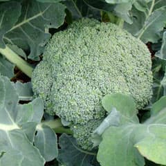 Уникальная капуста