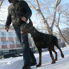 Там, где собака порылась