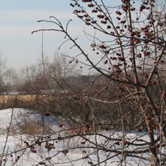 Пора начинать посевную
