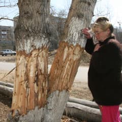 Деревья Костанаю теперь не нужны?