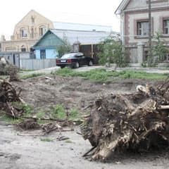 Вырубка деревьев продолжается