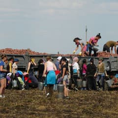 Странности практики будущих педагогов