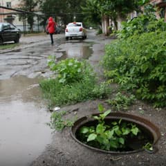 На краю дороги, в кустах