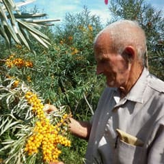 Золото сердца и золото сада
