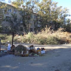 Деревья вырубили и бросили