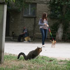 Для кошек и собак закон пока не писан