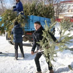 И снова «Прощай, елка!»