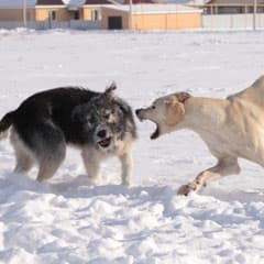 Собака бывает бродячей...