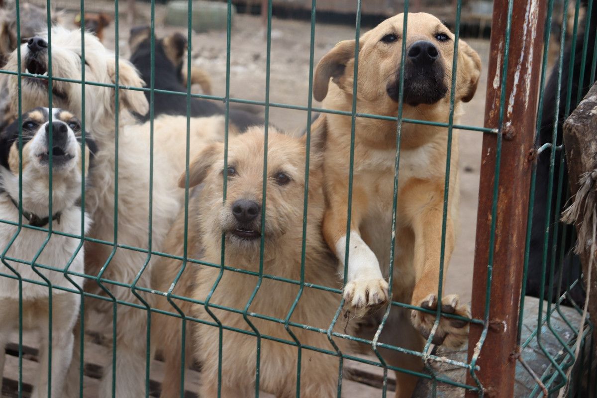 Ускорить строительство государственного приюта для бездомных собак поручил аким Костаная